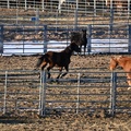 Wild Horse Holding Pens, Wy