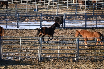 Wild Horse Holding Pens, Wy
