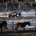 Wild Horse Holding Pens, Wy