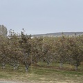 Orchard at huge Fruit Farm