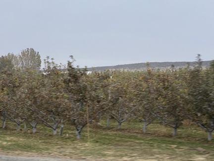 Orchard at huge Fruit Farm
