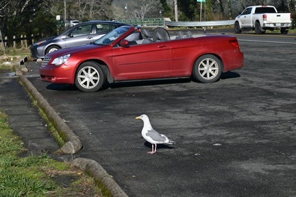 gull parking only