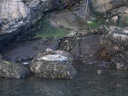 Harbor Seals