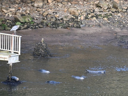 Harbor Seals