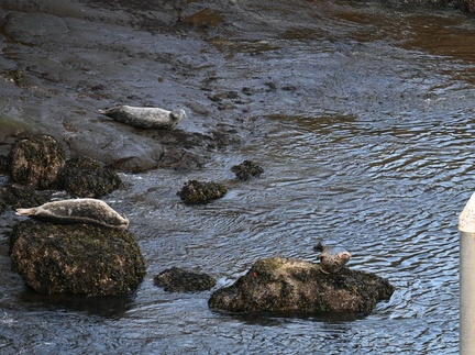 Harbor Seals