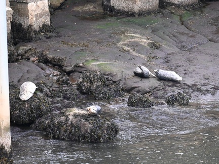 seals out of water