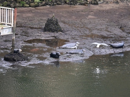 Seals out of water