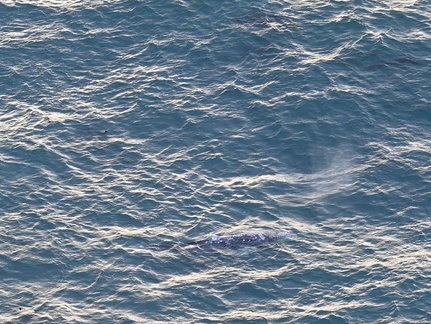 baby Gray Whale