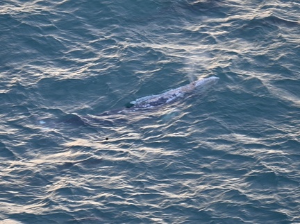 baby Gray Whale