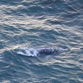 baby Gray Whale