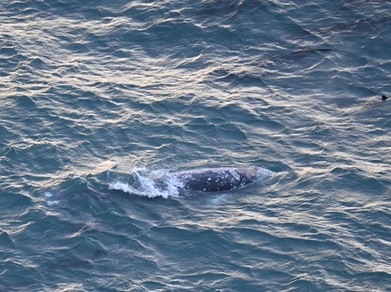 baby Gray Whale