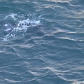 baby Gray Whale