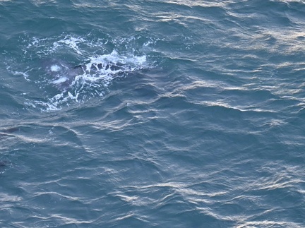 baby Gray Whale