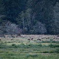 Roosevelt Elk