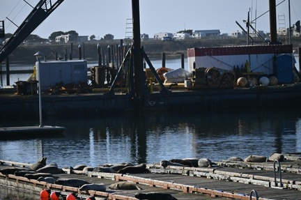 Harbor Seals