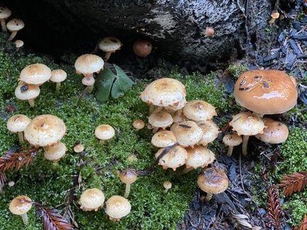 fairie umbrellas