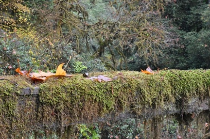 moss covered bridge