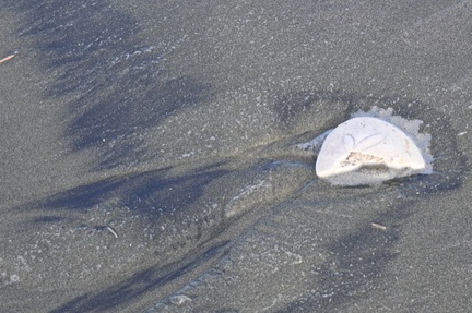 beachcombing