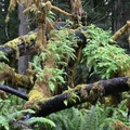 spider branches